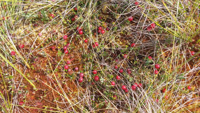 Ühepäevane sügisene matk Kodru rabas – Avastame sügisvärvides raba ilu!